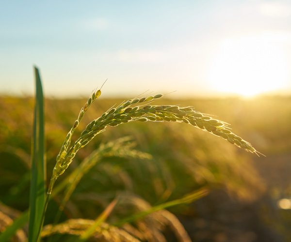 Digital Agriculture Management